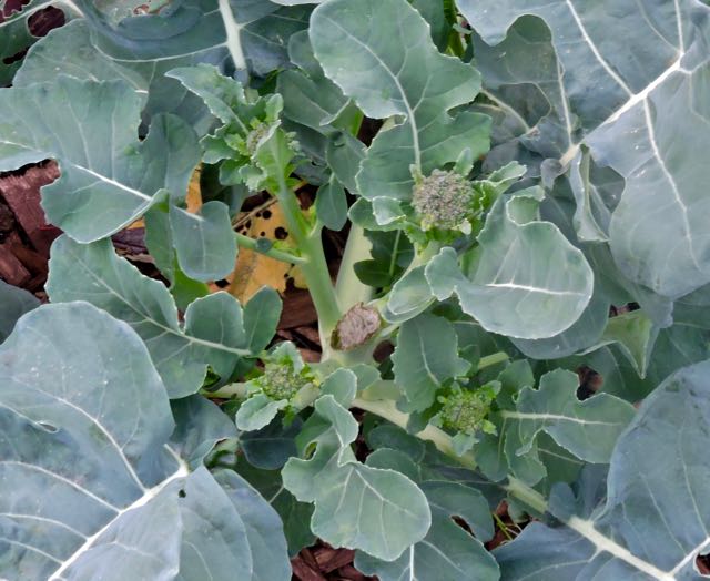 garden broccolini shoots christmas dec 19 - 1