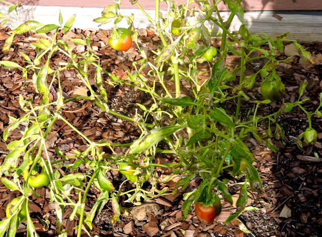 garden cajun red pepper dec 19 - 1