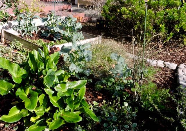 garden callalily fennel broccoli euryops dec 19 - 1