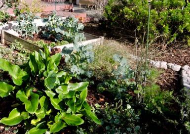 garden callalily fennel broccoli euryops dec 19 - 1