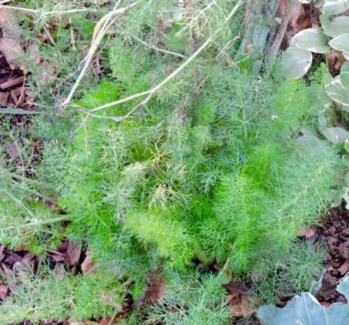 garden fennel plant christmas dec 19 - 1