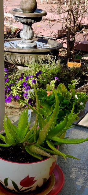 garden fountain petunias kolancho aloe dec 19 - 1