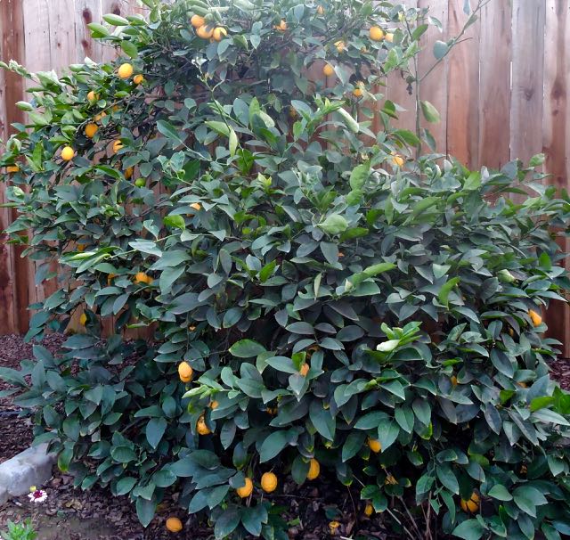 garden meyer lemon bush christmas dec 19 - 1