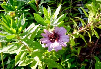 garden one african daisy dec 19 - 1