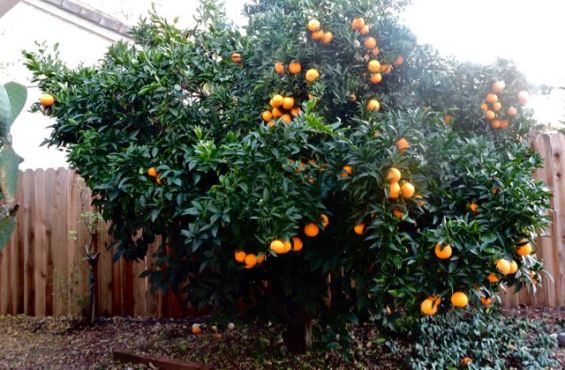 garden orange tree christmas dec 19 - 1