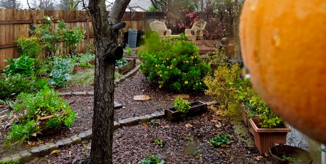 garden panorama from orange to flame trees dec 19 - 1