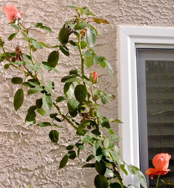 garden salmon roses dec 19 - 1