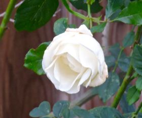 garden white rose christmas dec 19 - 1