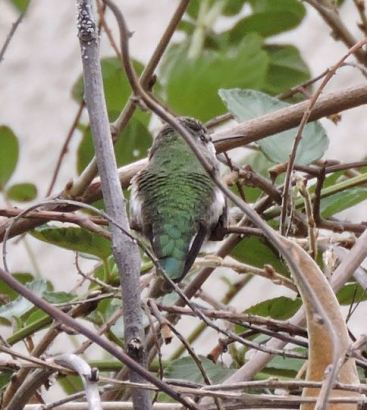 garden annas hummingbird still jan 20 - 1