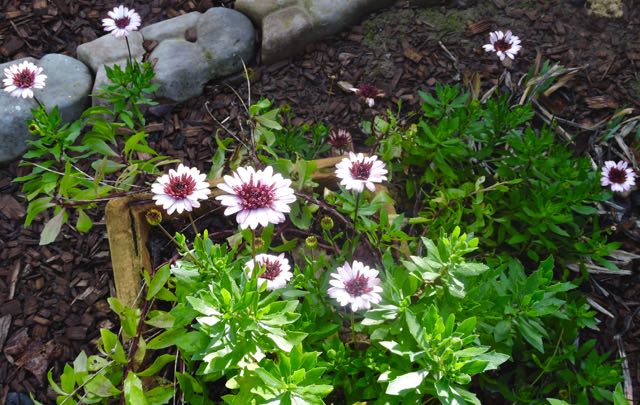 garden back african daisies jan 2020 - 1