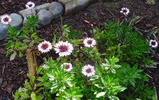 garden back african daisies jan 2020 - 1