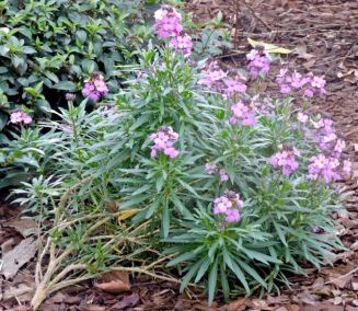 garden blooming erysimum jan 20 - 1