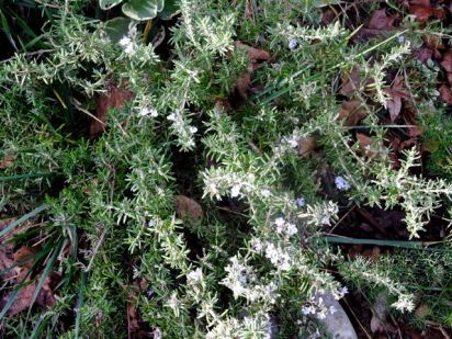 garden blooming rosemary jan 2020 - 1
