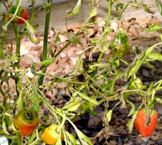 garden cajun red pepper plants jan 20 - 1