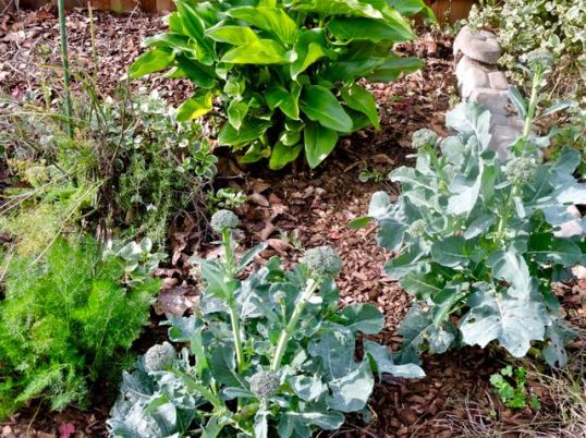 garden fennel broccolini 2 and callalily jan 20 - 1