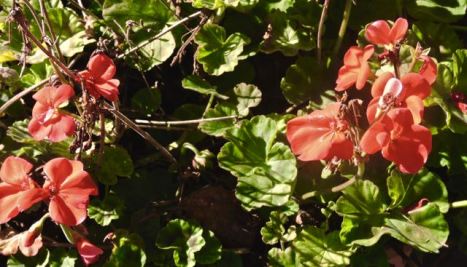 garden geranium blooms jan 20 - 1