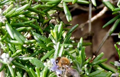 garden honeybee in rosemary blossom jan 20 - 1