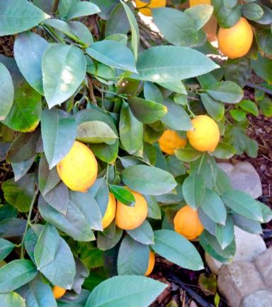 garden meyer lemon clusters jan 20 - 1
