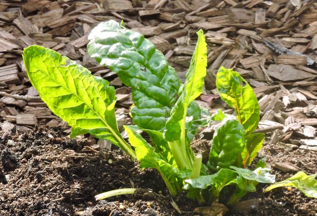 garden newly transplanted chard from pot jan 20 - 1