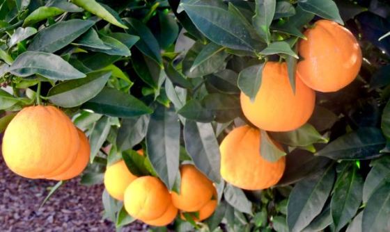 garden orange clusters jan 20 - 1