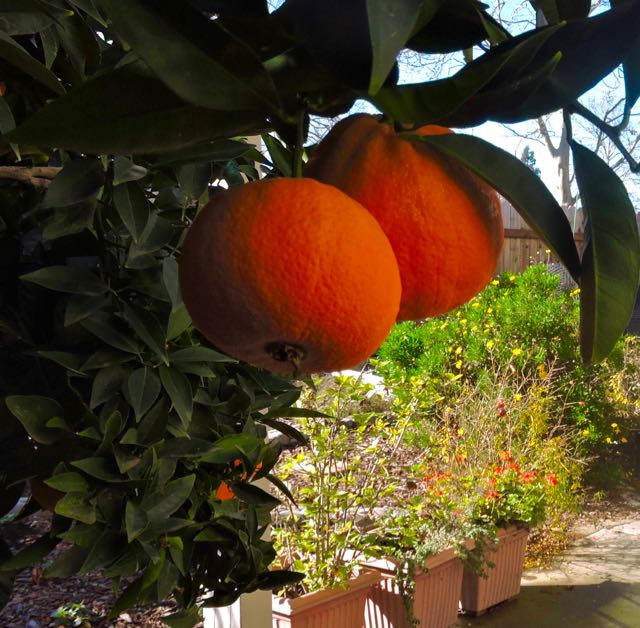 garden oranges w hibiscus geranium coreopsis in back jan 20 - 1