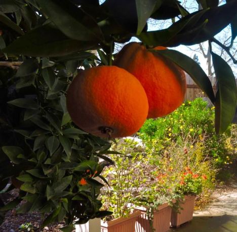 garden oranges w hibiscus geranium coreopsis in back jan 20 - 1