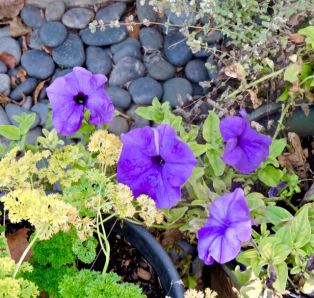 garden petunias parsley marjoram jan 2020 - 1