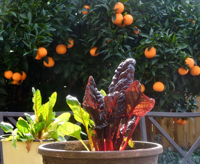 garden potted chard before ripe oranges jan 20 - 1