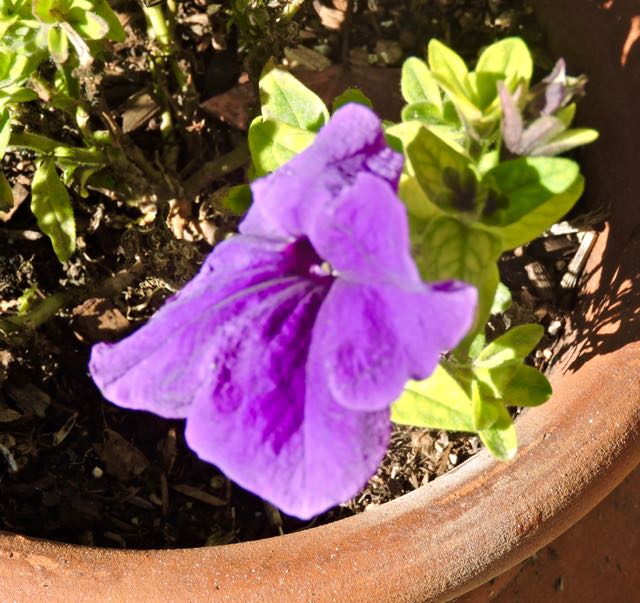 garden purple petunia bloom jan 20 - 1