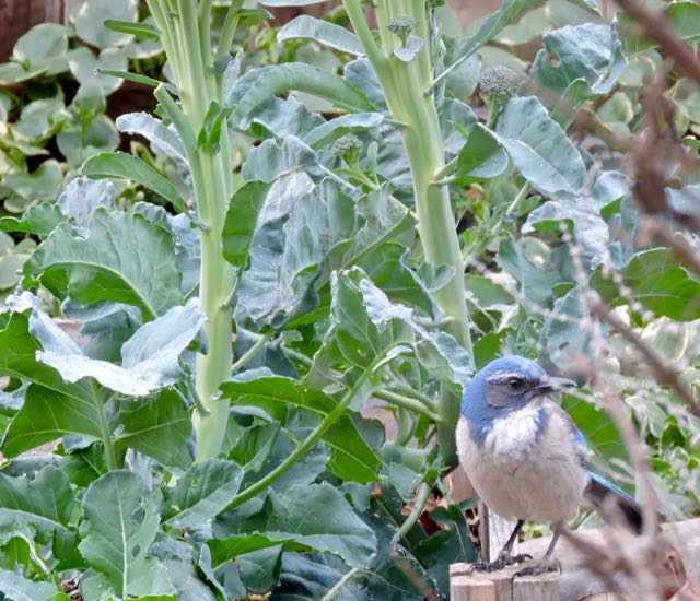 garden rock jay beside broccoli jan 2020 - 1