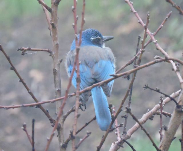 garden rock jay in peach tree jan 20 - 1