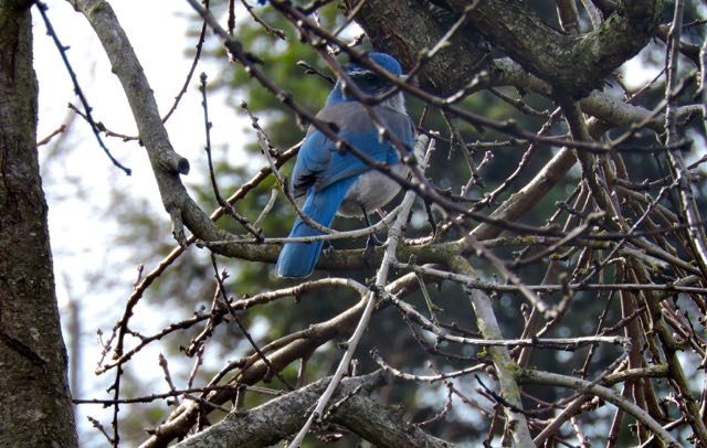garden rock jay in peach tree jan 2020 - 1