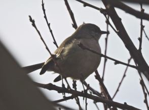 garden ruby crowned kinglet in peach tree 2 jan 2020 - 1