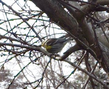 garden ruby crowned kinglet in peach tree jan 2020 - 1