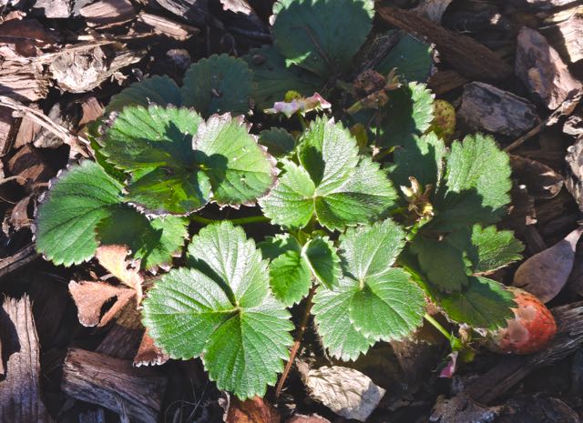 garden strawberry plant and fruit jan 20 - 1