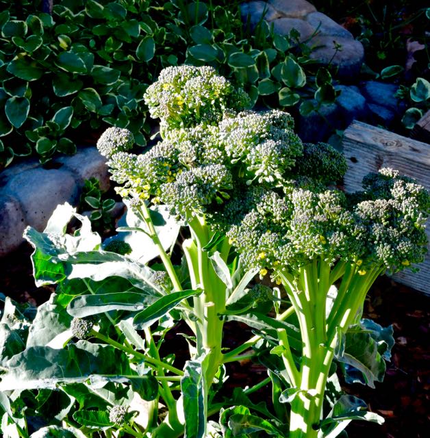 garden two broccoli heads and periwinkle jan 20 - 1