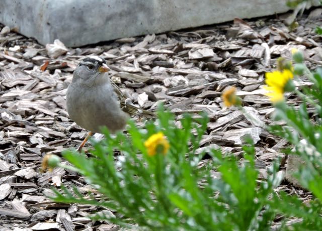 garden white crowned sparrow by coreopsis jan 2020 - 1