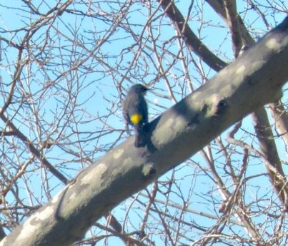 garden yellow rumped warbler in sycamore jan 20 - 1
