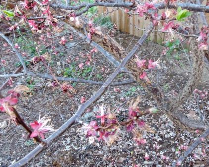 garden apricot new leaves 2 20 - 1