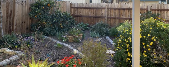 garden back panorama w warbler on fence 2 22 20 - 1