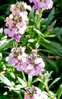 garden bee on the blooming erisymum 2 20 20 - 1