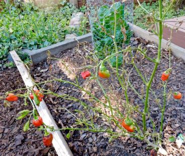 garden cajun red pppers and chard 2 20 - 1