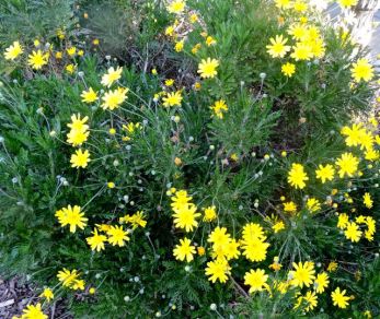 garden coreopsis euryops in bloom 2 20 - 1