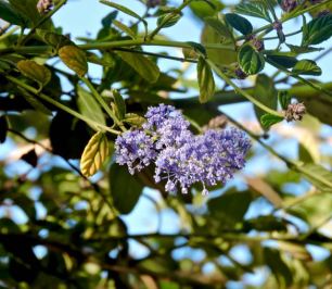 garden first bloom of the ceonothus 2 20 - 1