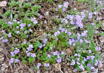 garden front bacopa in bloom 2 20 20 - 1