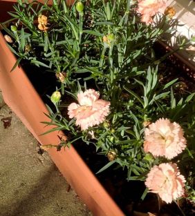garden front dianthus in bloom 2 20 - 1