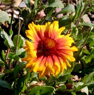 garden front gaillardia flower 2 20 - 1