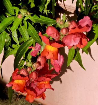 garden front snapdragons in bloom 2 20 - 1