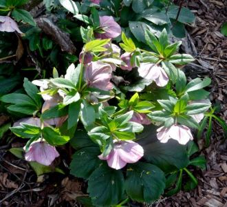 garden lenten rose 2 20 20 - 1