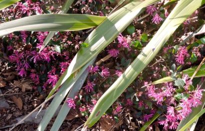 garden loro petulam in bloom beneath new zealand flax 2 20 20 - 1